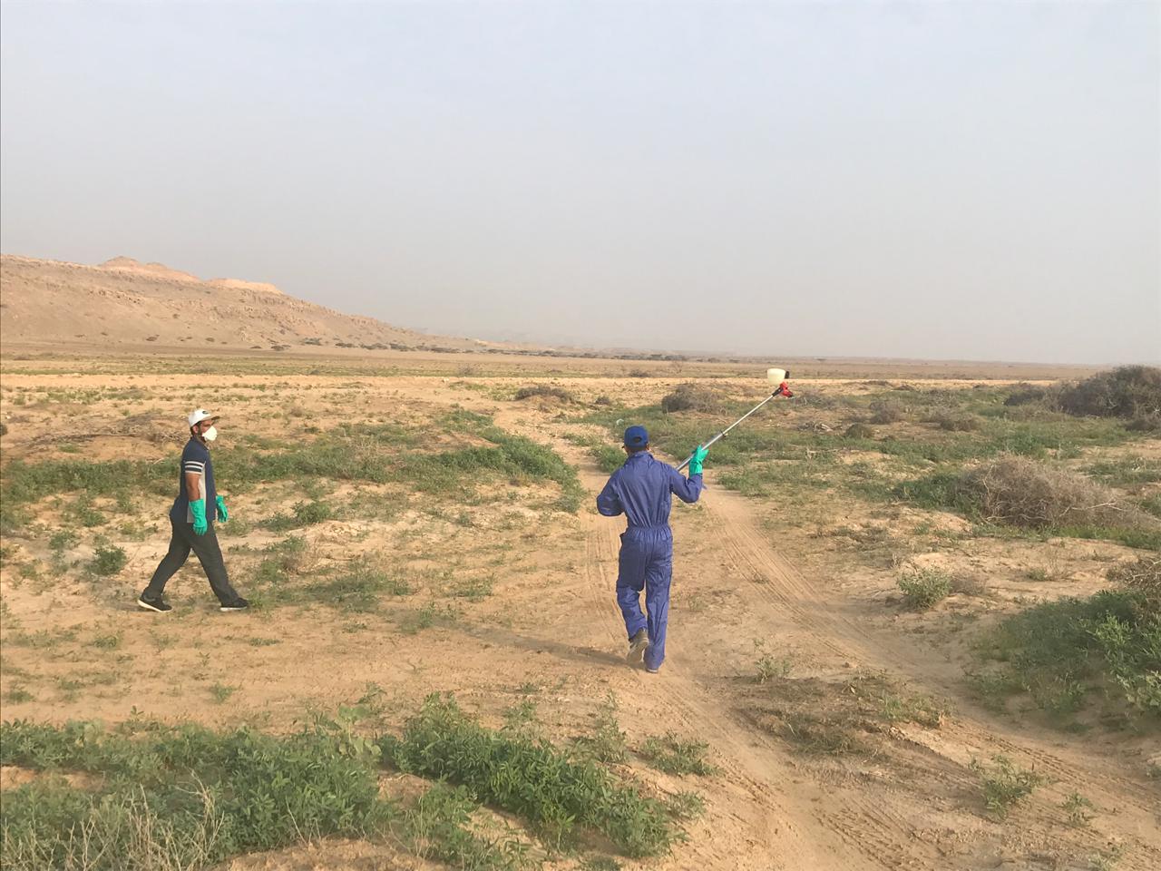 تواصل مكافحة الجراد الصحراوي في ولاية محوت