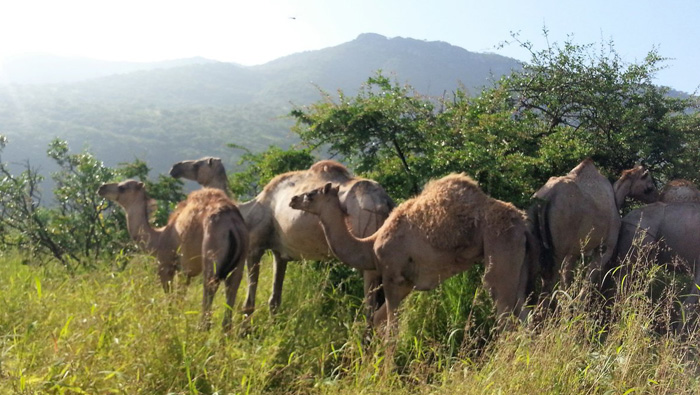 Shimmering golden grasses mark the start of camel grazing season