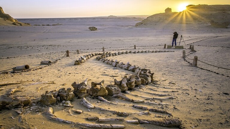 العثور على حوت "برمائي" عمره 35 مليون سنة في صحراء مصر