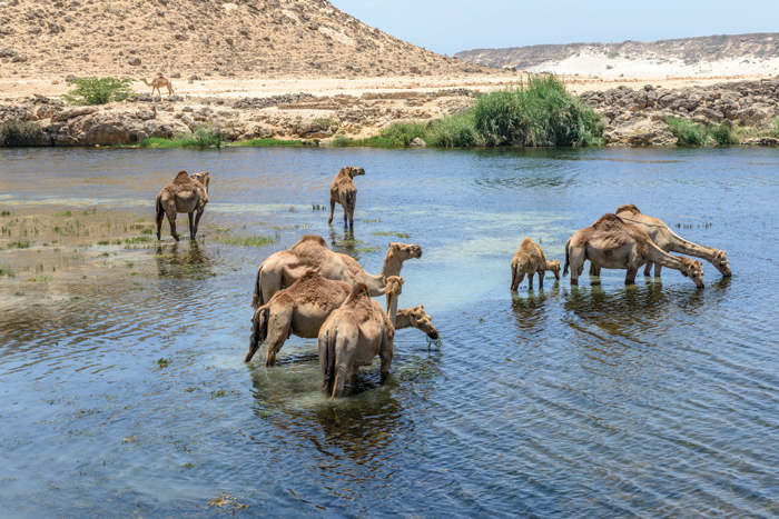 Travel Oman: Wadi Darbat