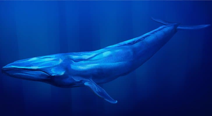 مصر تكشف حقيقة صوت "الحوت الأزرق" بالسواحل الشمالية