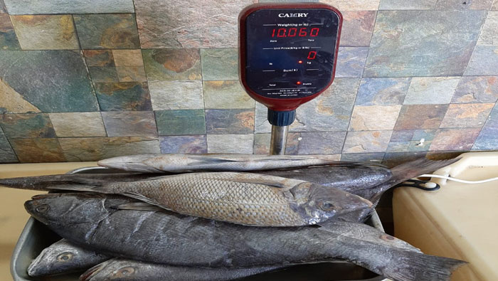 Inspection in Oman market reveals fish unfit for consumption