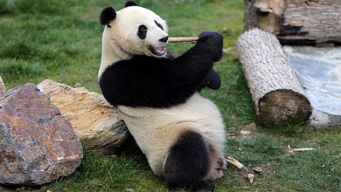 Giant pandas to be released into wild outside Sichuan for first time