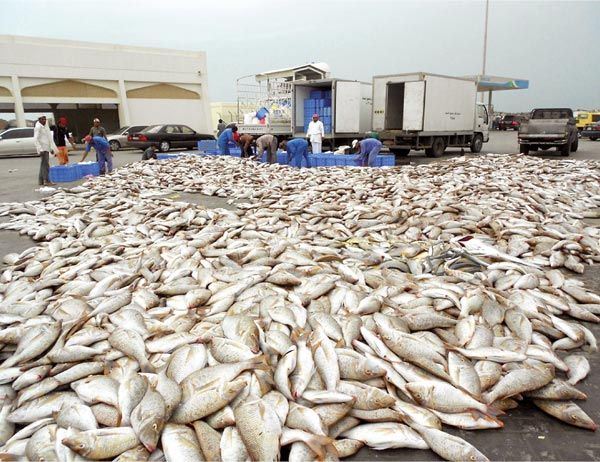 294  ألف طن إجمالي الأسماك المنزلة بالصيد الحرفي