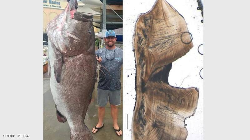 العثور على أكبر سمكة "سناً" في العالم
