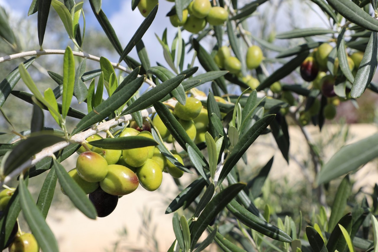 More than 60 tonnes of olive oil produced in Jabal Al Akhdar