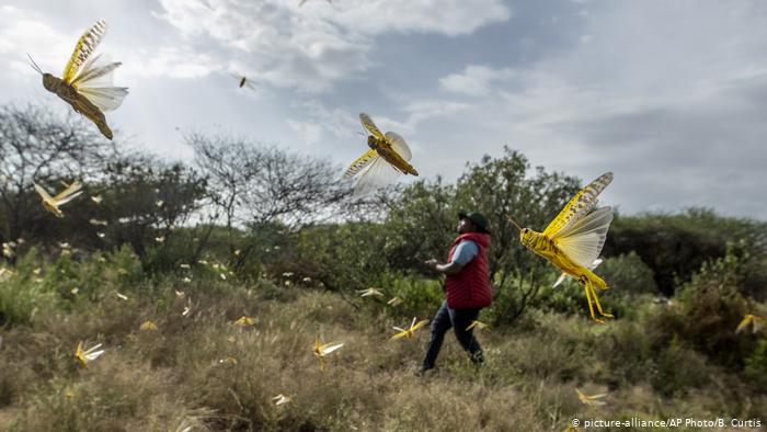 Next East Africa locust swarms airborne in 3 to 4 weeks, UN warns