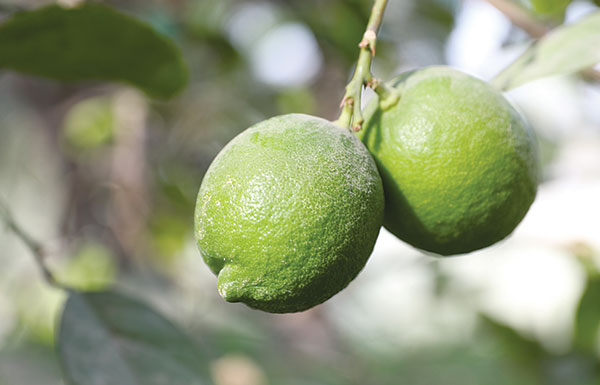 "الزراعة" توصي المزارعين بإتخاذ إجراءات للحد من إنتشار"عفن" في الليمون العماني