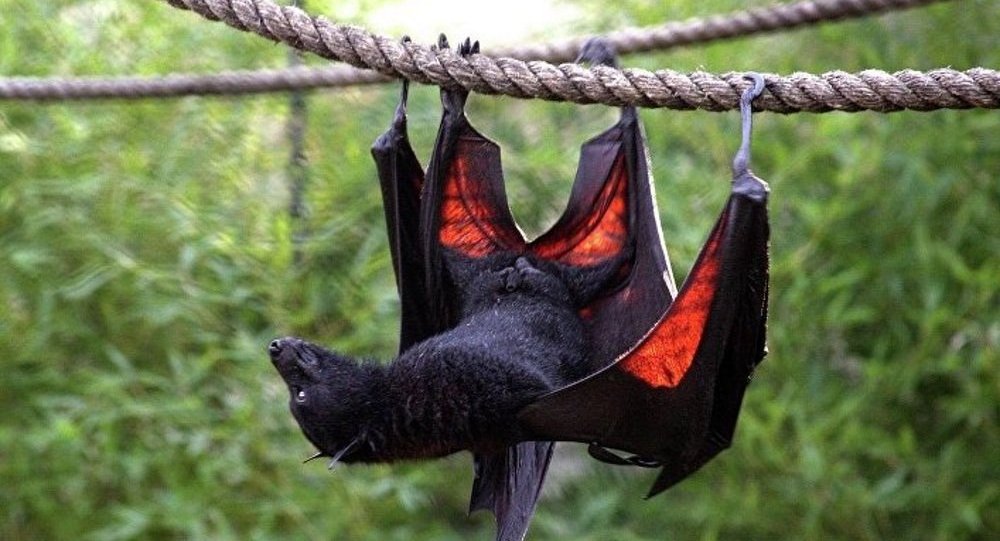 ليس فقط في الصين.. انتشار فيروس كورونا لم يؤثر على مبيعات تجار لحوم الخفافيش