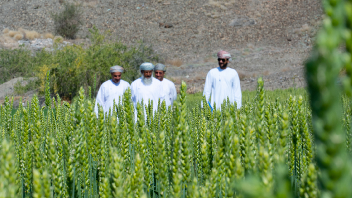 Plan afoot to boost wheat production in Oman