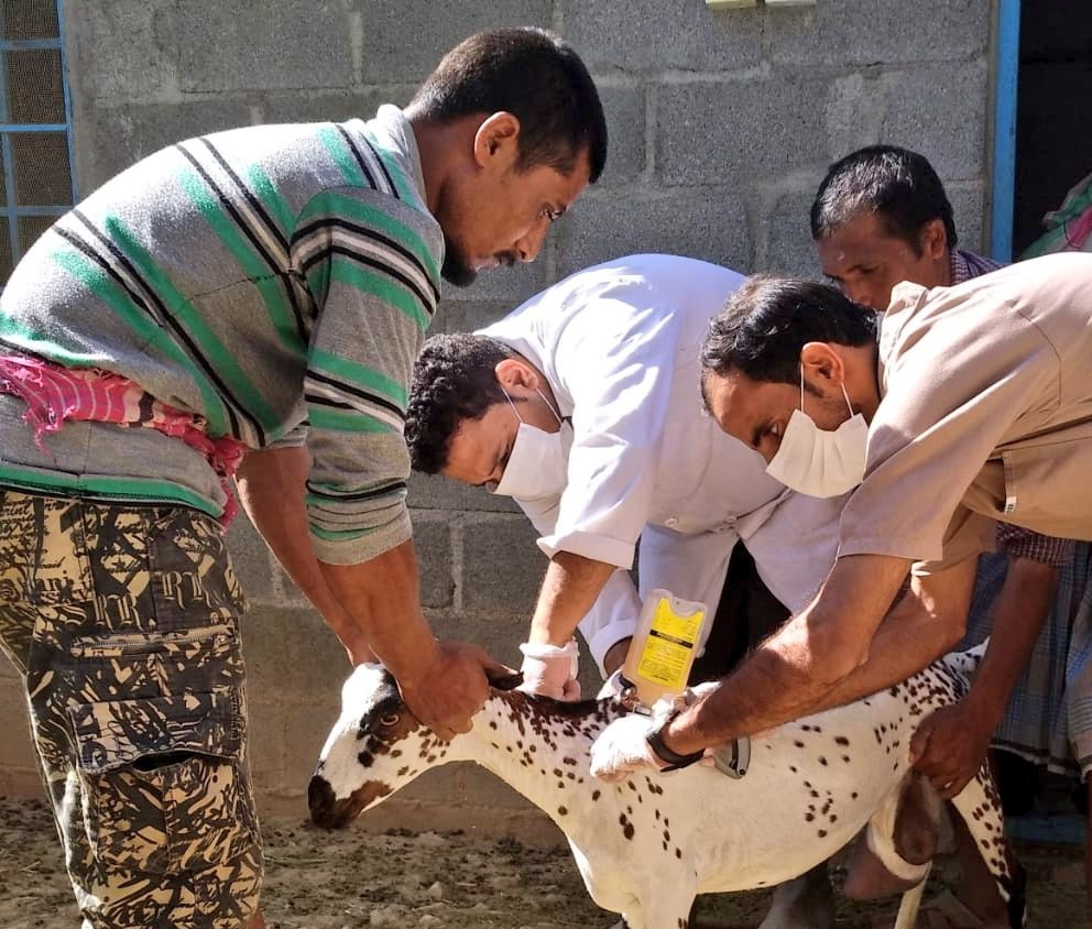 تحصين أكثر من 65 ألف  حيوان من قبل وزارة "الزراعة"