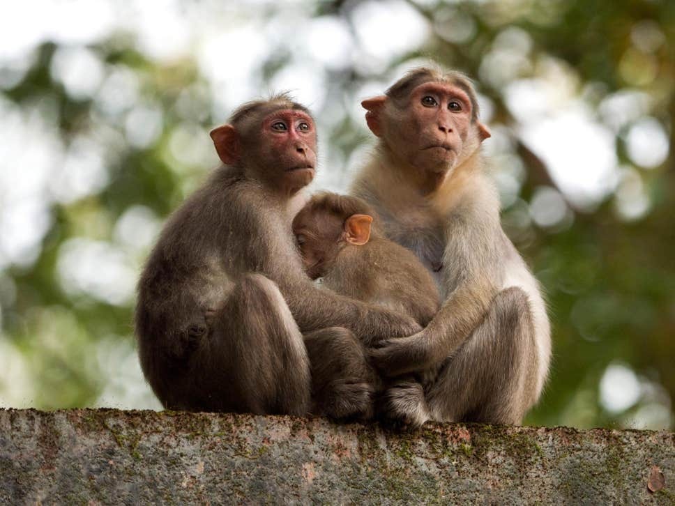 "النبال" سلاح شرطة الهند لحماية ترامب من القرود عند زيارته "تاج محل"