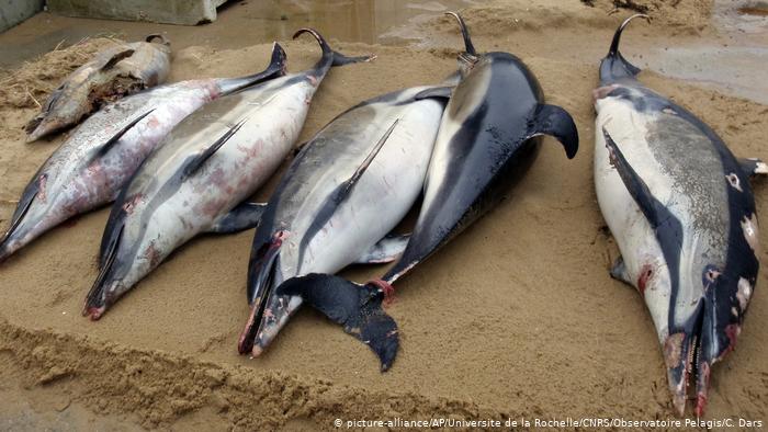 Hundreds of dead dolphins washed up on French coast