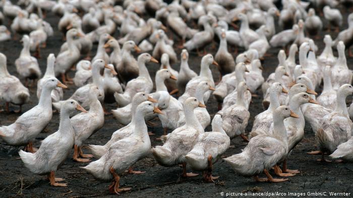 China says sending locust-eating duck army to Pakistan actually not the best idea