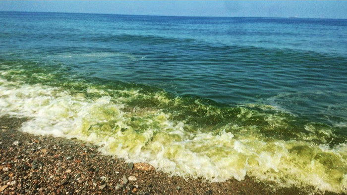 Ministry allays concerns over algae bloom