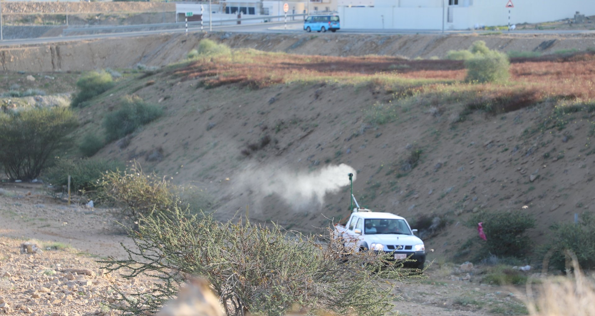 Locust swarm brought under control in some parts of Oman