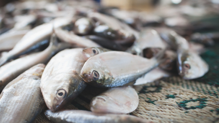 Fish catch increased by 4.7% in December 2019
