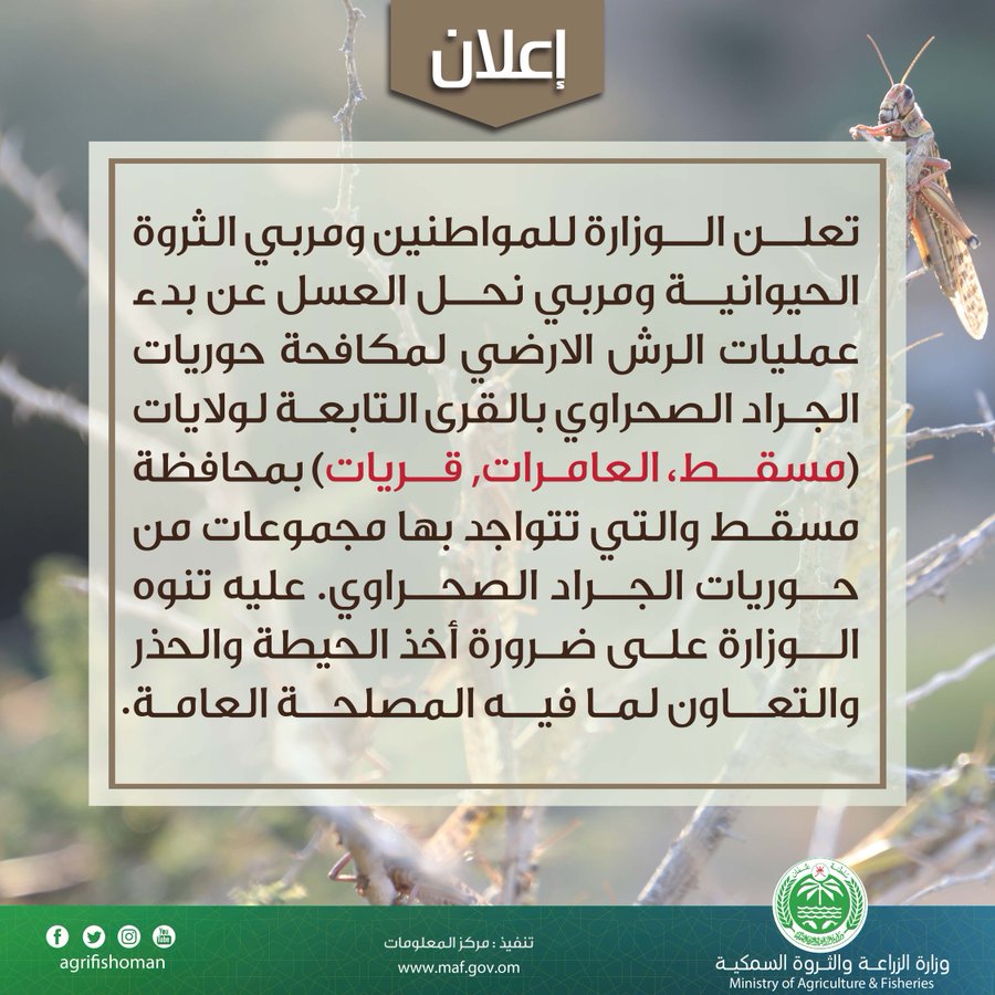نوهت بضرورة أخذ الحيطة والحذر.. "الزراعة" تبدأ مكافحة "حوريات الجراد" بمسقط