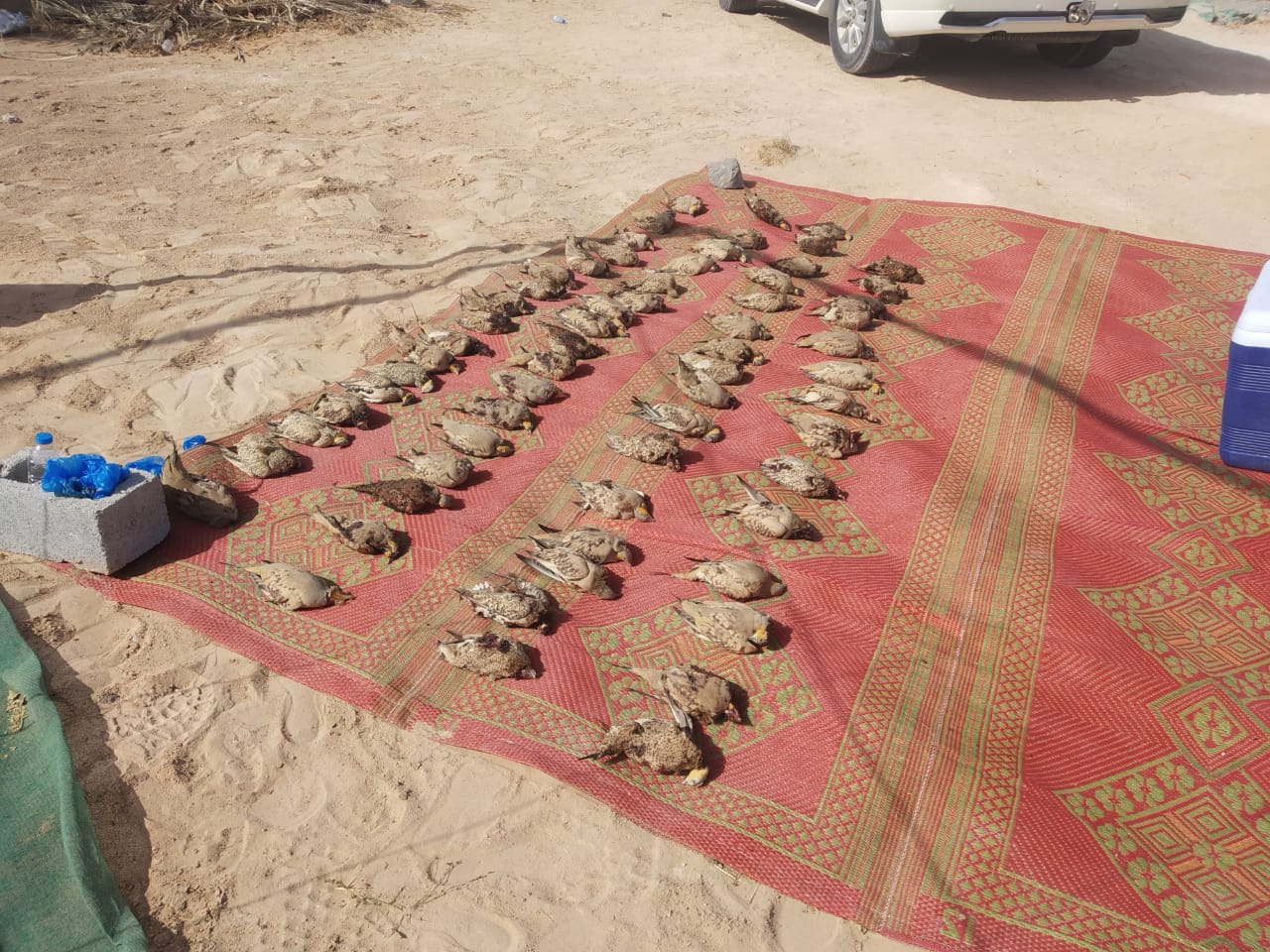 Wildlife poachers arrested in Oman