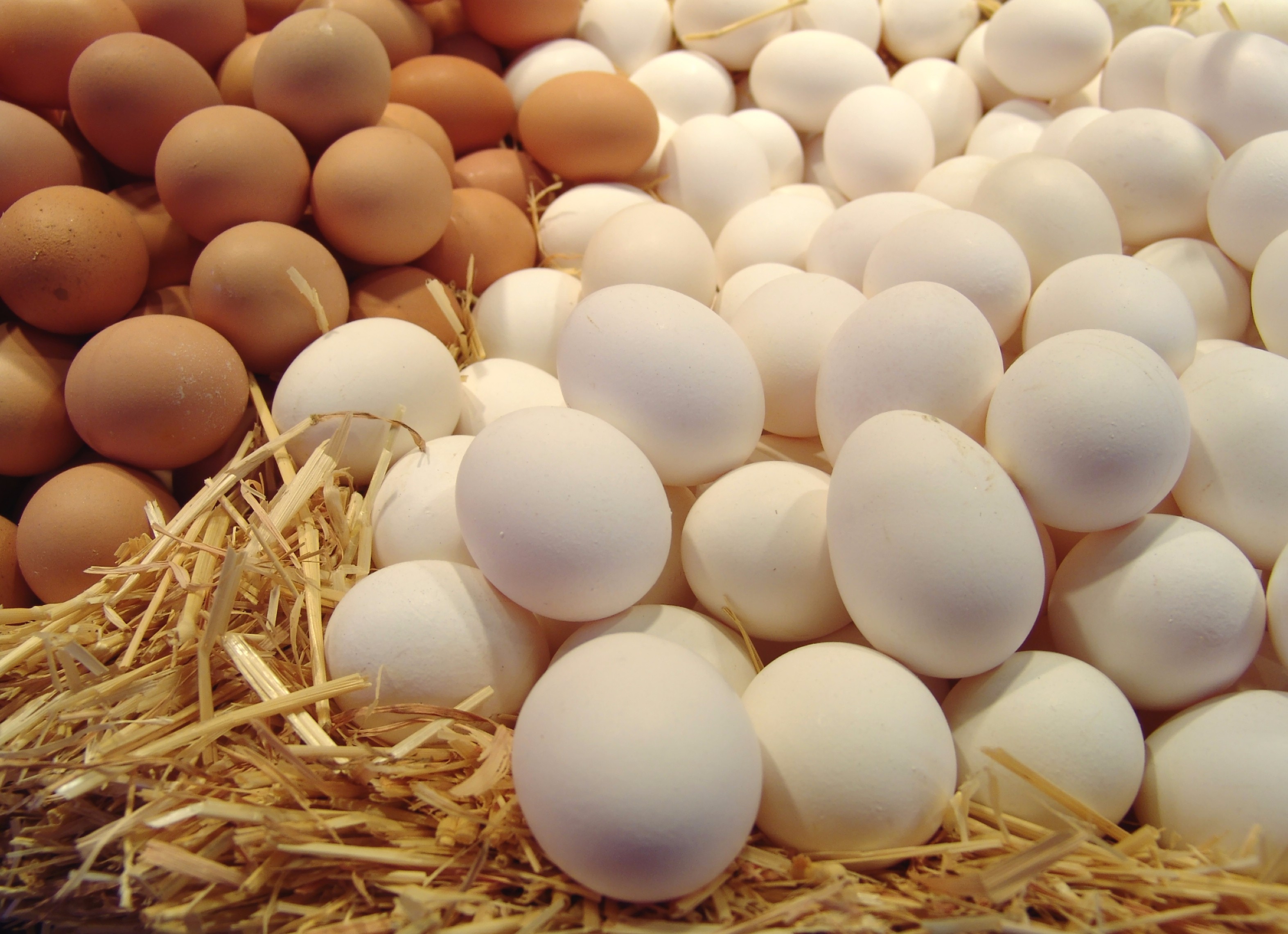"الزراعة" توقف إعادة تصدير البيض المخصب خارج السلطنة