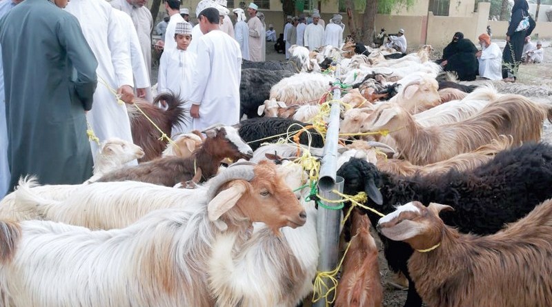 لا يسمح بتصدير الحيوانات الحية إلى خارج السلطنة إلا بعد أخذ موافقة