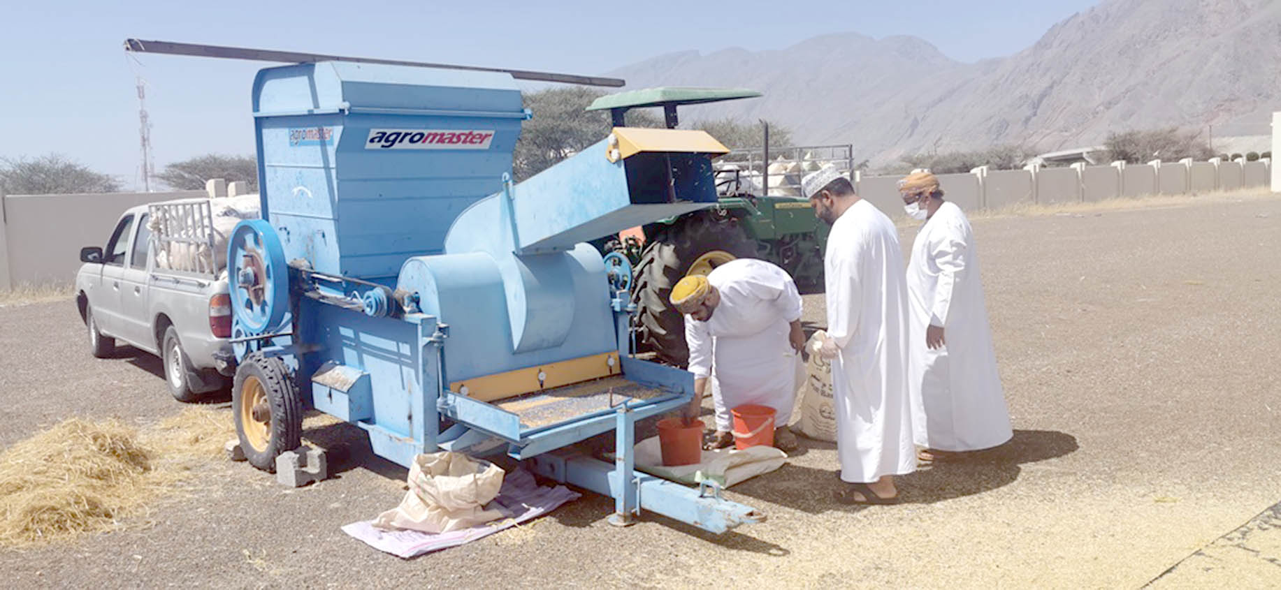 وفرة القمح بسمائل