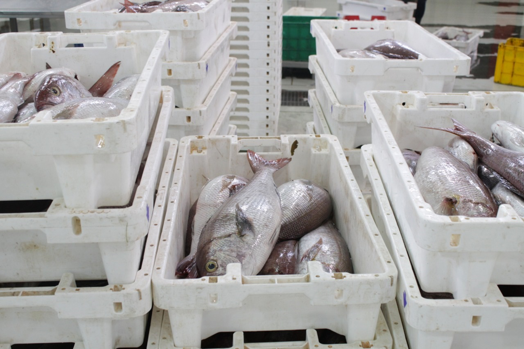 90 مليون ريال قيمة الاسماك المنزلة