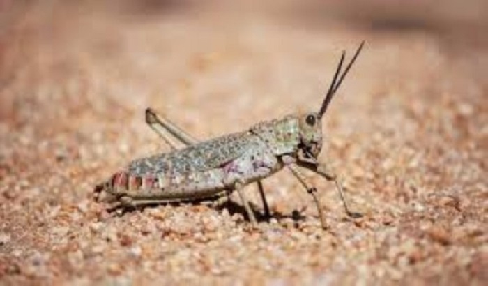 Swarms of locusts enter residential areas in western India