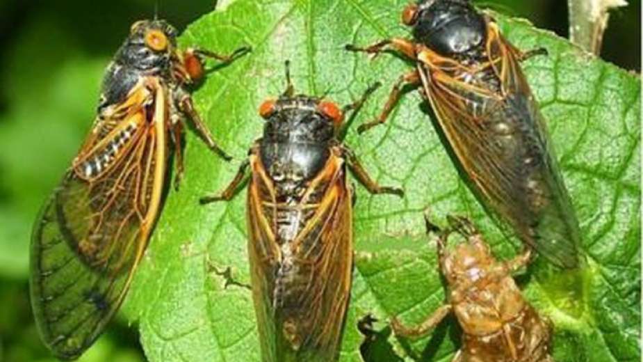 بعد 17 عاما تحت الأرض.. الملايين من حشرة "الزيز" تستعد لغزو الأرض
