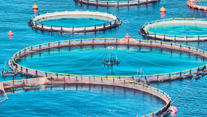 Aquaculture output rose by 133% in 2019