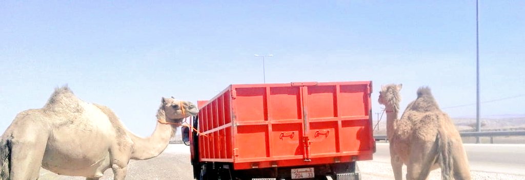 بلدية عبري تحتجز عدد من الجمال السائبة.. وتنبه مالكيها