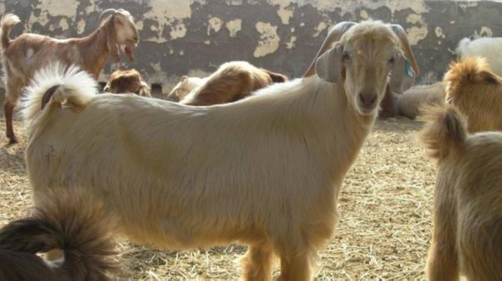 وزارة الزراعة توضح حول قرار حظر تصدير إناث الماعز والضأن