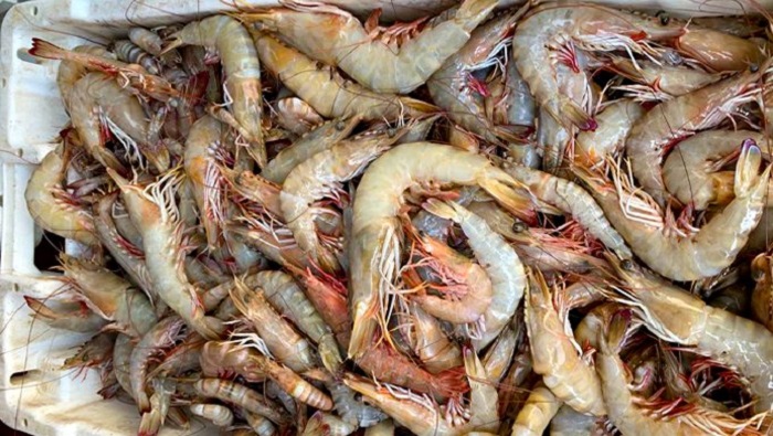 Shrimp stocks confiscated in Oman