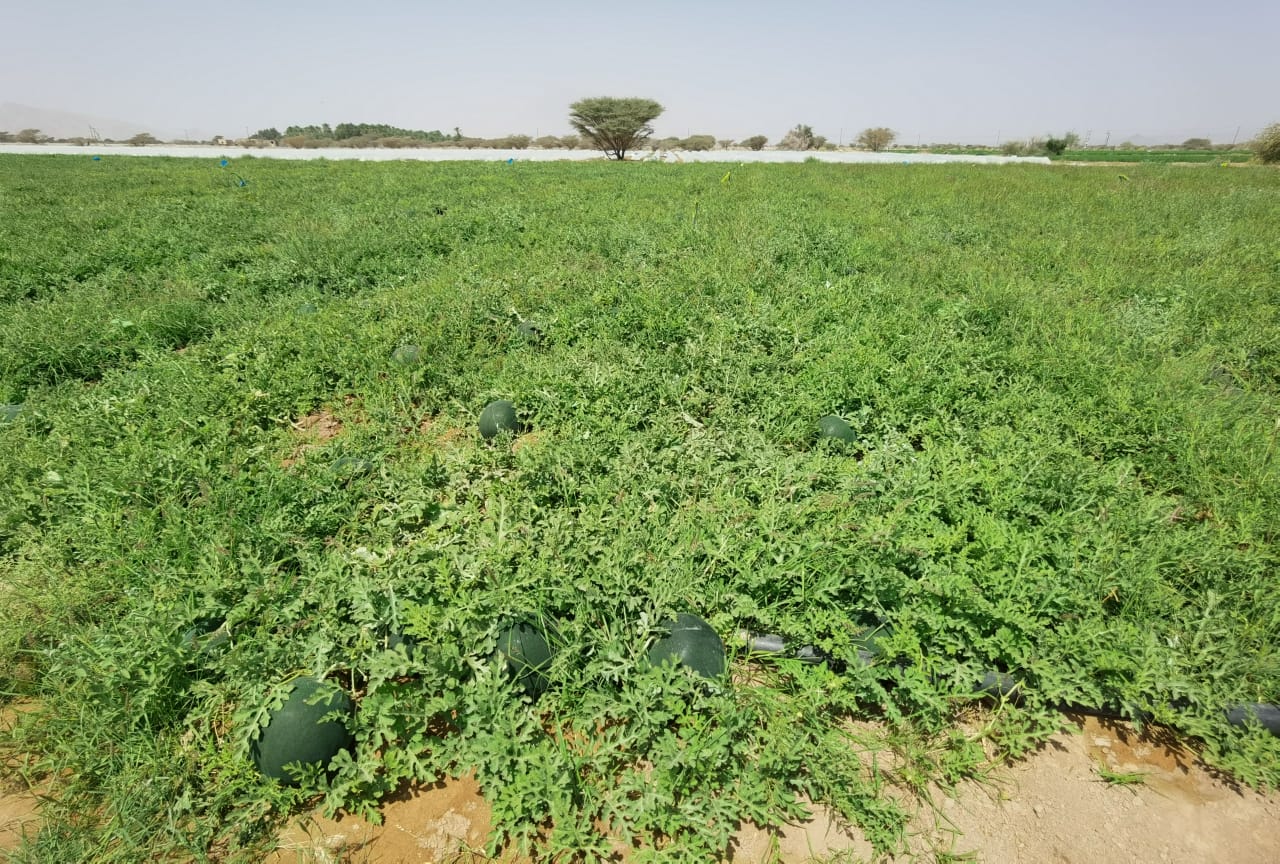 مواطن ينتج أكثر من 200 طن من البطيخ "الجح العماني"
