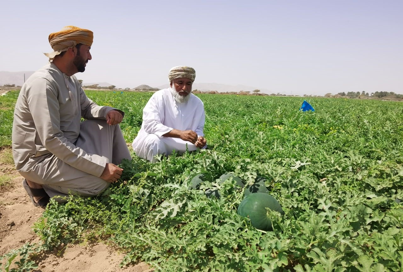 Omani farmer grows more than 200 tonnes of watermelon in 10 acres