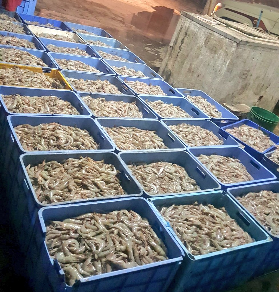 ضبط روبيان طازج في محوت و عبري خلال فترة  الاخصاب والتكاثر