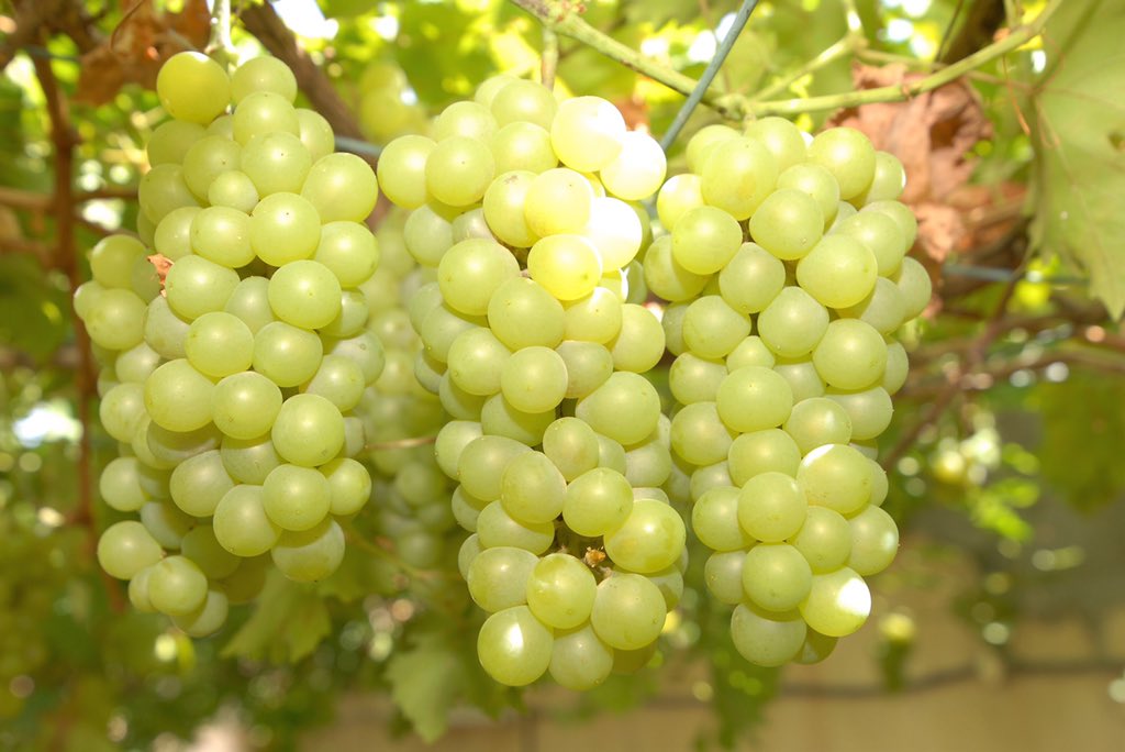 This place in Oman has a bumper grape crop this year
