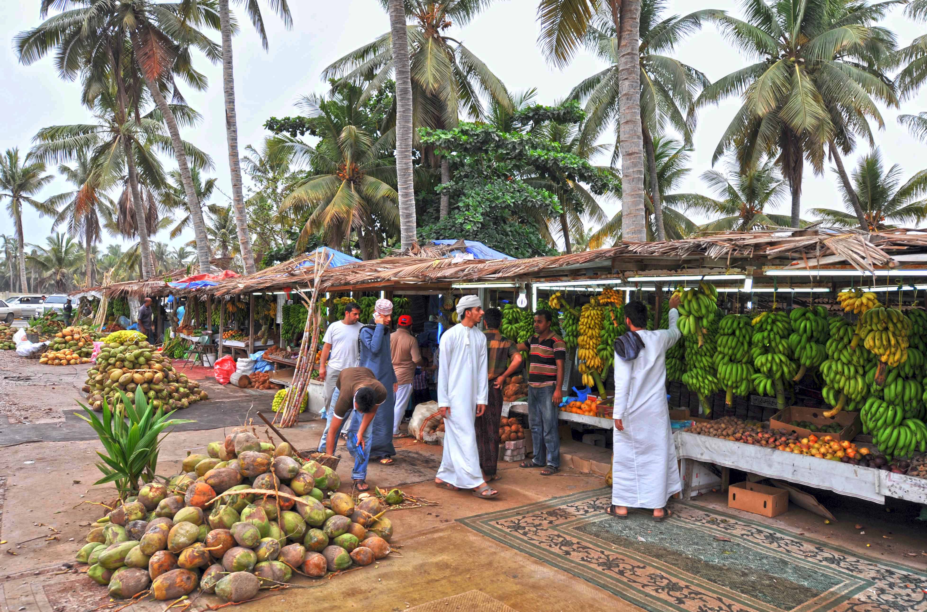 Efforts on to boost coconut palm cultivation in Dhofar