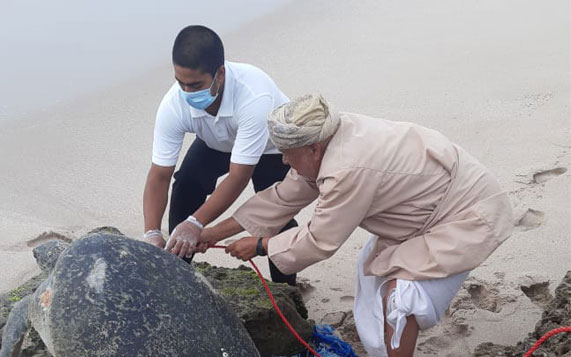 Rescued turtle goes back to sea