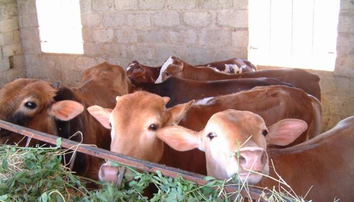 Production of red meat reach 47,000 tons in 2019