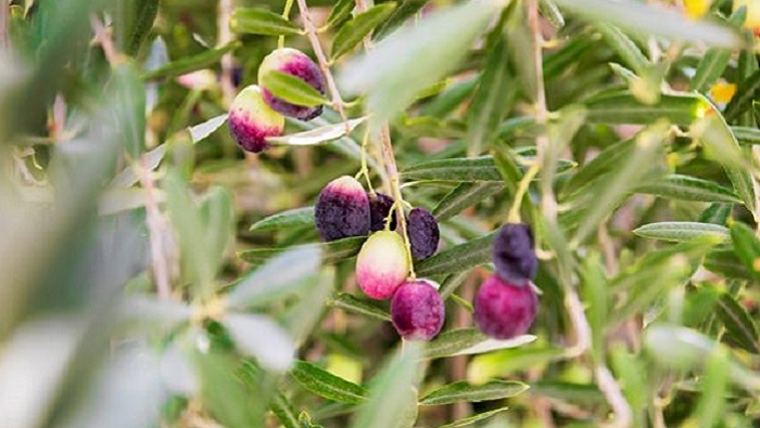 Olive harvest, oil extraction in Oman to begin soon