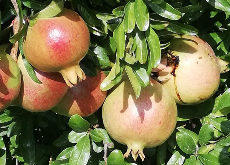 Pomegranate harvest season begins in Jabal Al Akhdar