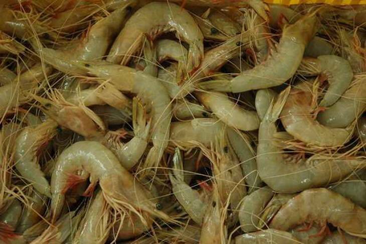 Shrimp hunting season to begin soon in Oman