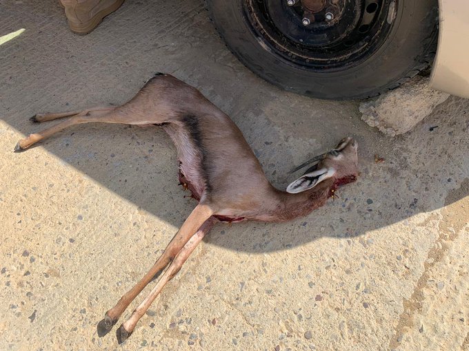 إحالة شخصين للقضاء قاما بصيد غزال عربي
