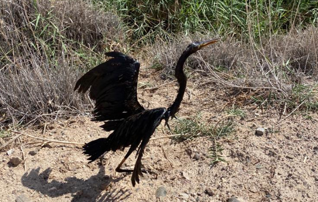 Gray heron found in water basin rescued in Oman