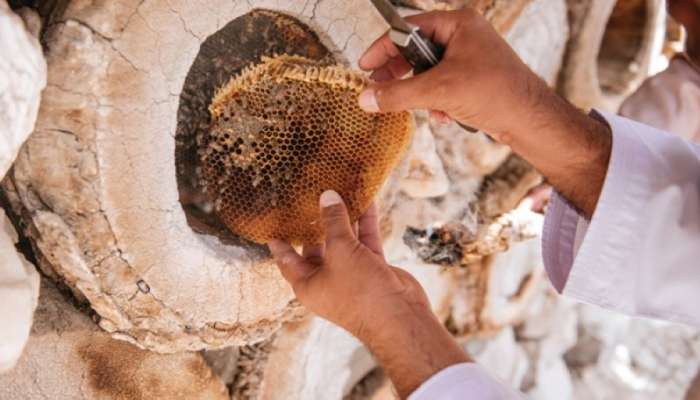 ارتفاع إنتاج العسل في السلطنة