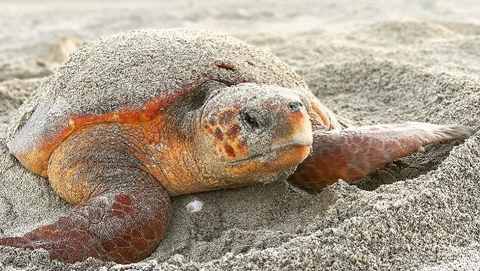 Study on Oman's Loggerhead turtles highlights need for urgent action