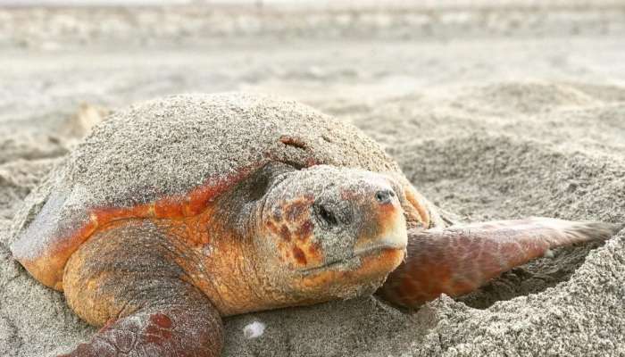 دراسة: انخفاض أعداد السلاحف التي تعشش على جزيرة مصيرة بنسبة 79%