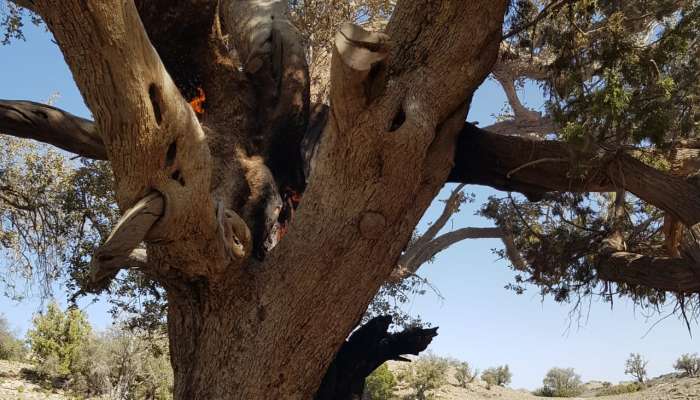 Environment Authority to look into wildlife violation, burning trees cases