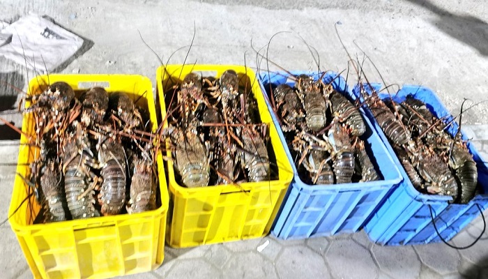 Over 300 kg of illegally caught fish seized in Oman